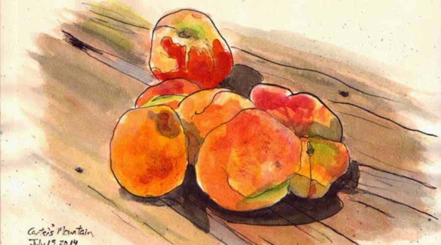 Carter’s Mountain Orchard Peaches
