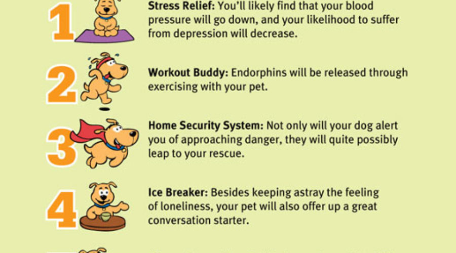 Infographic For DoodyCalls.com